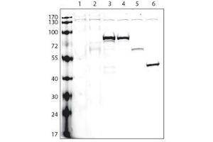 Lanes: 1: non-transfected cells; 2: V5-tagged empty plasmid; and V5-tagged proteins: 3-A, 4-B, 5-C, 6-D; Data courtesy of Dr. (V5 Epitope Tag 抗体)