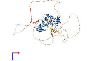 MAK Protein (AA 1-622) (His tag)