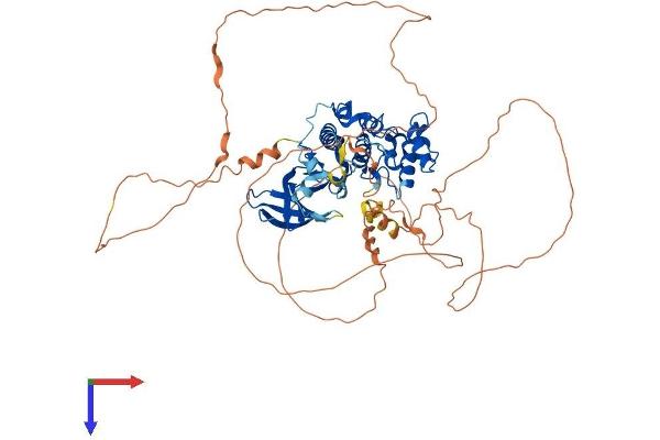 MAK Protein (AA 1-622) (His tag)