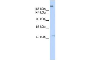 Western Blotting (WB) image for anti-Polymerase (RNA) III (DNA Directed) Polypeptide A, 155kDa (POLR3A) (Middle Region) antibody (ABIN2783481)