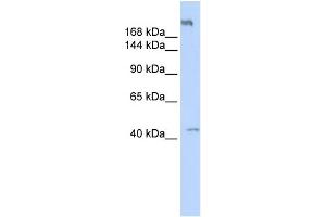 WB Suggested Anti-POLR3A Antibody Titration:  0. (POLR3A 抗体  (Middle Region))