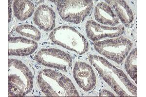 Image no. 1 for anti-F-Box Protein 42 (FBXO42) (AA 356-717) antibody (ABIN1491449) (FBXO42 抗体  (AA 356-717))