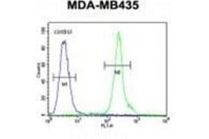 ZBBX Antibody (N-term) flow cytometric analysis of MDA-MB435 cells (right histogram) compared to a negative control cell (left histogram). (ZBBX 抗体  (N-Term))