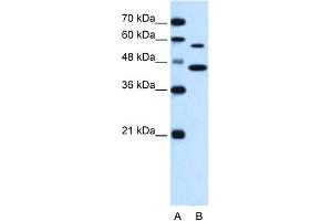 WB Suggested Anti-SLC39A5 Antibody Titration:  0. (SLC39A5 抗体  (N-Term))