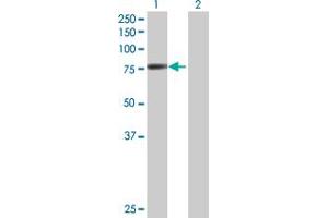 Western Blot analysis of POR expression in transfected 293T cell line by POR MaxPab polyclonal antibody. (POR 抗体  (AA 1-680))