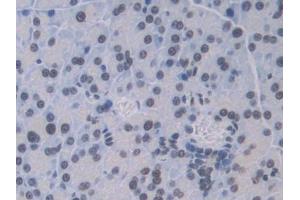 DAB staining on IHC-P; Samples: Mouse Pancreas Tissue (CTSC 抗体  (AA 231-462))