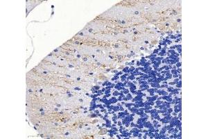 Immunohistochemistry analysis of paraffin-embedded mouse cerebellum using,SPTBN2 (ABIN7075698) at dilution of 1: 2000 (Spectrin, Beta, Non-erythrocytic 2 (SPTBN2) 抗体)