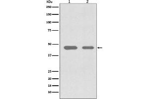 Western blot analysis of Cdc37 expression in (1) Jurkat cell lysate, (2) SW480 cell lysate.