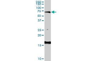 ABP1 polyclonal antibody (A01), Lot # 06198 (060717JCS1). (DAO 抗体  (AA 501-599))