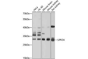 Western blot analysis of extracts of various cell lines, using UPK3A antibody (ABIN6128904, ABIN6149950, ABIN6149951 and ABIN6214142) at 1:1000 dilution. (Uroplakin 3A 抗体  (AA 19-207))