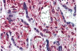 Human Placenta: Formalin-Fixed, Paraffin-Embedded (FFPE) (Cytohesin 1 抗体  (AA 1-399))