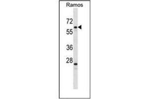 Western blot analysis of PLRG1 Antibody (N-term) in Ramos cell line lysates (35ug/lane). (PLRG1 抗体  (N-Term))