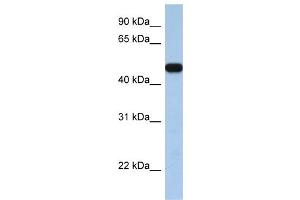 WB Suggested Anti-SLC25A46  Antibody Titration: 0. (SLC25A46 抗体  (C-Term))