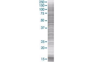 Western Blotting (WB) image for CACNG1 293T Cell Transient Overexpression Lysate(Denatured) (ABIN1331147)