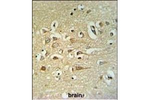 FA40B Antibody (N-term) (ABIN651327 and ABIN2840190) IHC analysis in formalin fixed and paraffin embedded human brain tissue followed by peroxidase conjugation of the secondary antibody and DAB staining. (STRIP2 抗体  (N-Term))