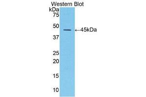 Western Blotting (WB) image for anti-serpin Peptidase Inhibitor, Clade A (Alpha-1 Antiproteinase, Antitrypsin), Member 1 (SERPINA1) (AA 25-413) antibody (ABIN1077772) (SERPINA1 抗体  (AA 25-413))