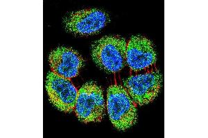 Confocal immunofluorescent analysis of TRIM65 Antibody (Center) (ABIN655759 and ABIN2845202) with NCI- cell followed by Alexa Fluor 488-conjugated goat anti-rabbit lgG (green). (TRIM65 抗体  (AA 327-355))