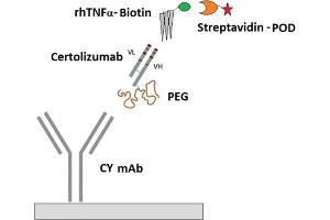Image no. 1 for Certolizumab Pegol specific ELISA Kit (ABIN3219142) (Certolizumab Pegol specific ELISA 试剂盒)