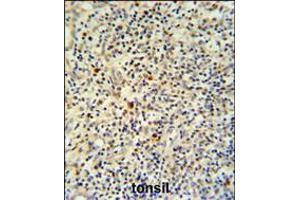 FLI-1 Antibody IHC analysis in formalin fixed and paraffin embedded human tonsil tissue followed by peroxidase conjugation of the secondary antibody and DAB staining. (FLI1 抗体  (N-Term))