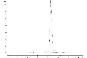 The purity of Biotinylated Human FGFR2 beta (IIIc) is greater than 95 % as determined by SEC-HPLC.