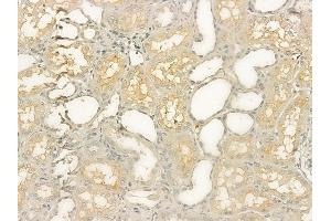 ABIN6258961 and ABIN6274952 at 1/100 staining human normal kidney tissue by IHC-P. (CHST10 抗体  (Internal Region))