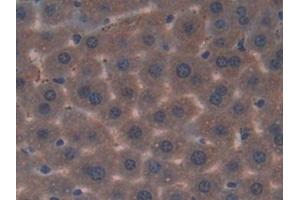 Detection of APC in Mouse Liver Tissue using Polyclonal Antibody to Adenomatosis Polyposis Coli Protein (APC)