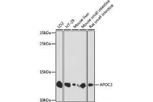 Western blot analysis of extracts of various cell lines using APOC3 Polyclonal Antibody at dilution of 1:1000. (APOC3 抗体)