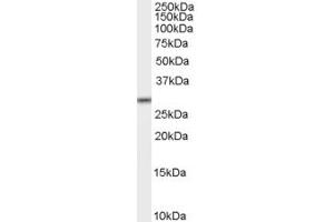 ABIN185209 staining (2µg/ml) of K562 lysate (RIPA buffer, 35µg total protein per lane). (MPG 抗体  (C-Term))