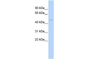WB Suggested Anti-HSFX1 Antibody Titration:  0. (HSFX1 抗体  (Middle Region))