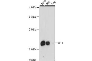Western blot analysis of extracts of Recombinant Human IL-18 Protein, using IL18 antibody (ABIN3021464, ABIN3021465, ABIN3021466 and ABIN1513081) at 1:1000 dilution. (IL-18 抗体  (AA 37-193))