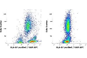Flow cytometry surface staining patterns of human peripheral whole blood of HLA-B7 positive (left) and negative (right) blood donors stained using anti-HLA-B7 (BB7. (HLA B7 抗体)