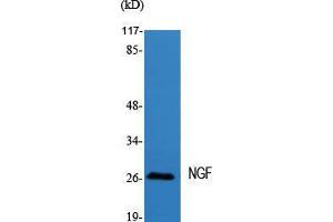 Western Blot (WB) analysis of specific cells using NGF Polyclonal Antibody. (Nerve Growth Factor 抗体  (Internal Region))