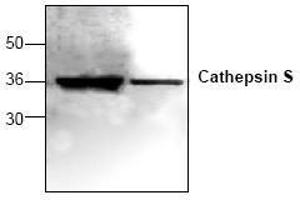 Image no. 1 for anti-Cathepsin S (CTSS) antibody (ABIN155104) (Cathepsin S 抗体)