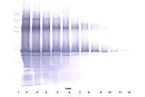 Image no. 1 for anti-Nanog Homeobox (NANOG) antibody (Biotin) (ABIN181657) (Nanog 抗体  (Biotin))