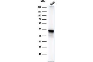 Western Blot Analysis of Raji cell lysate using CD20 Mouse Monoclonal Antibody (MS4A1/3411). (CD20 抗体  (AA 213-297))