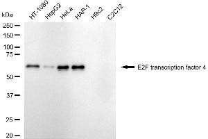 Western blotting analysis using E2F transcription factor 4 antibody (ABIN7798415).