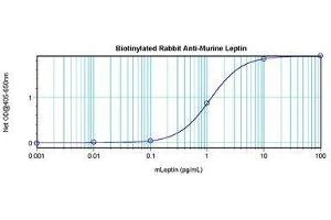 Image no. 1 for anti-Leptin (LEP) antibody (Biotin) (ABIN465756) (Leptin 抗体  (Biotin))