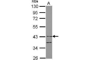 WB Image Sample (30 ug of whole cell lysate) A: THP-1 10% SDS PAGE antibody diluted at 1:10000 (LILRA4 抗体  (Center))