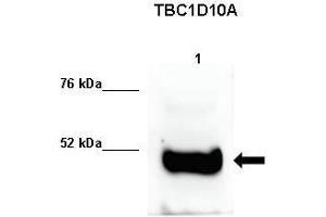 Human sperm extract (TBC1D10A 抗体  (C-Term))