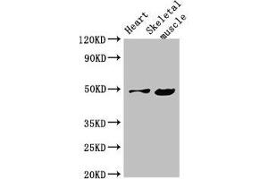 Western Blot Positive WB detected in: Mouse heart tissue, Mouse skeletal muscle tissue All lanes: EDNRB antibody at 4 μg/mL Secondary Goat polyclonal to rabbit IgG at 1/50000 dilution Predicted band size: 50, 49, 60 kDa Observed band size: 50 kDa (EDNRB 抗体  (AA 27-101))