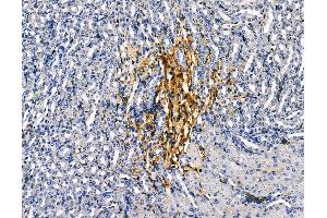 ABIN6260453 and ABIN6279232 at 1/100 staining mouse kidney tissue by IHC-P. (CAPNS2 抗体  (Internal Region))