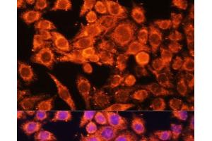 Immunofluorescence analysis of HeLa cells using AMPKa1/AMPKa2 Polyclonal Antibody at dilution of 1:100 (40x lens). (PRKAA1/PRKAA2 抗体)