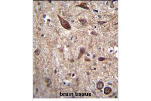 PTN Antibody (C-term) (ABIN656197 and ABIN2845519) immunohistochemistry analysis in formalin fixed and paraffin embedded human brain tissue followed by peroxidase conjugation of the secondary antibody and DAB staining. (Pleiotrophin 抗体  (C-Term))