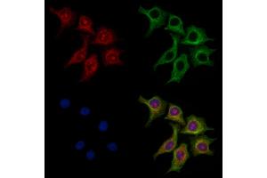 ABIN7094797 and ABIN7098848 staining HepG2 cells by IF/ICC.