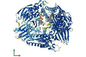 AlphaFold protein structure predicition of Human Recombinant OPLAH Protein, UniprotID O14841 (OPLAH Protein (AA 1-1288) (His tag))