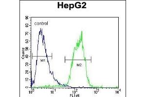 ACOT11 Antibody (C-term) (ABIN654089 and ABIN2843976) flow cytometric analysis of HepG2 cells (right histogram) compared to a negative control cell (left histogram). (ACOT11 抗体  (C-Term))