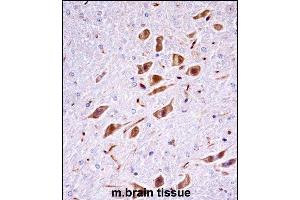 Mouse Pak3 Antibody (N-term) ((ABIN657852 and ABIN2846813))immunohistochemistry analysis in formalin fixed and paraffin embedded mouse brain tissue followed by peroxidase conjugation of the secondary antibody and DAB staining. (PAK3 抗体  (N-Term))
