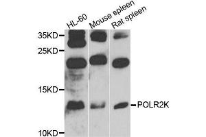 Western blot analysis of extracts of various cell lines, using POLR2K antibody (ABIN6003568) at 1/1000 dilution. (POLR2K 抗体)
