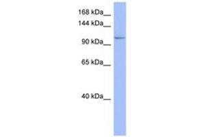 Image no. 1 for anti-MutS Homolog 4 (E. Coli) (MSH4) (AA 863-912) antibody (ABIN6741641) (MSH4 抗体  (AA 863-912))