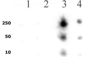 RNA pol II CTD phospho Ser5 pAb tested by dot blot analysis. (Rpb1 CTD 抗体  (pSer5, Ser5))